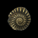 Pyritized Pleuroceras Ammonite Pair