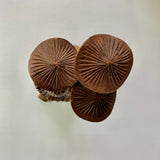 Hand-carved Jempinis Wood Mushroom