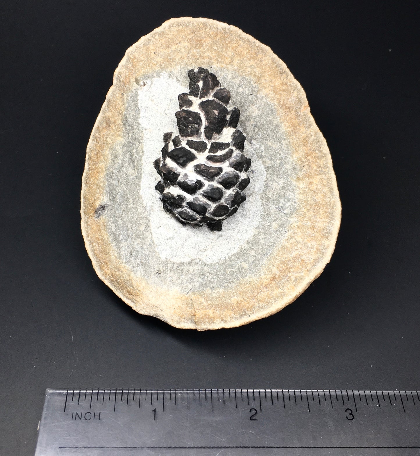 Pinus sp. Pine Cone