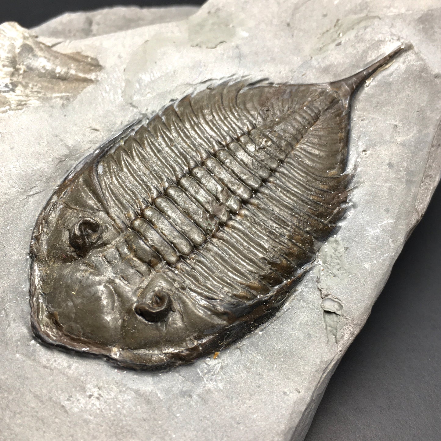 Dalmanites limulurus Trilobite