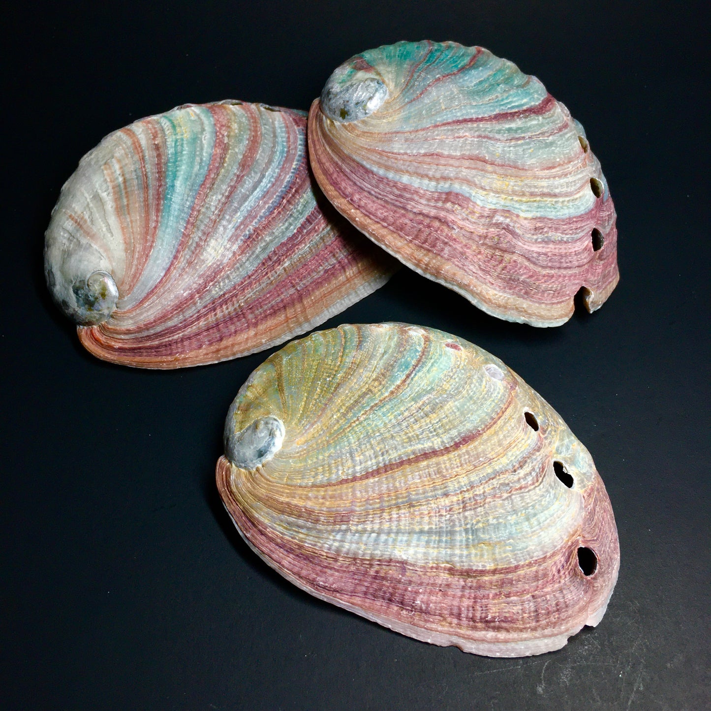 Abalone Shells