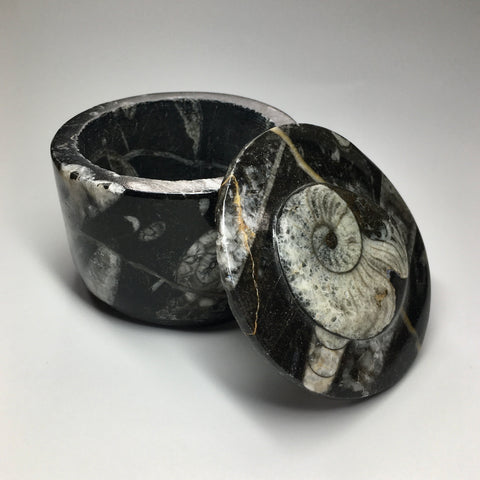 Orthoceras and Ammonite Box
