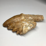 Zygorhiza kochii Whale Tooth - Molar