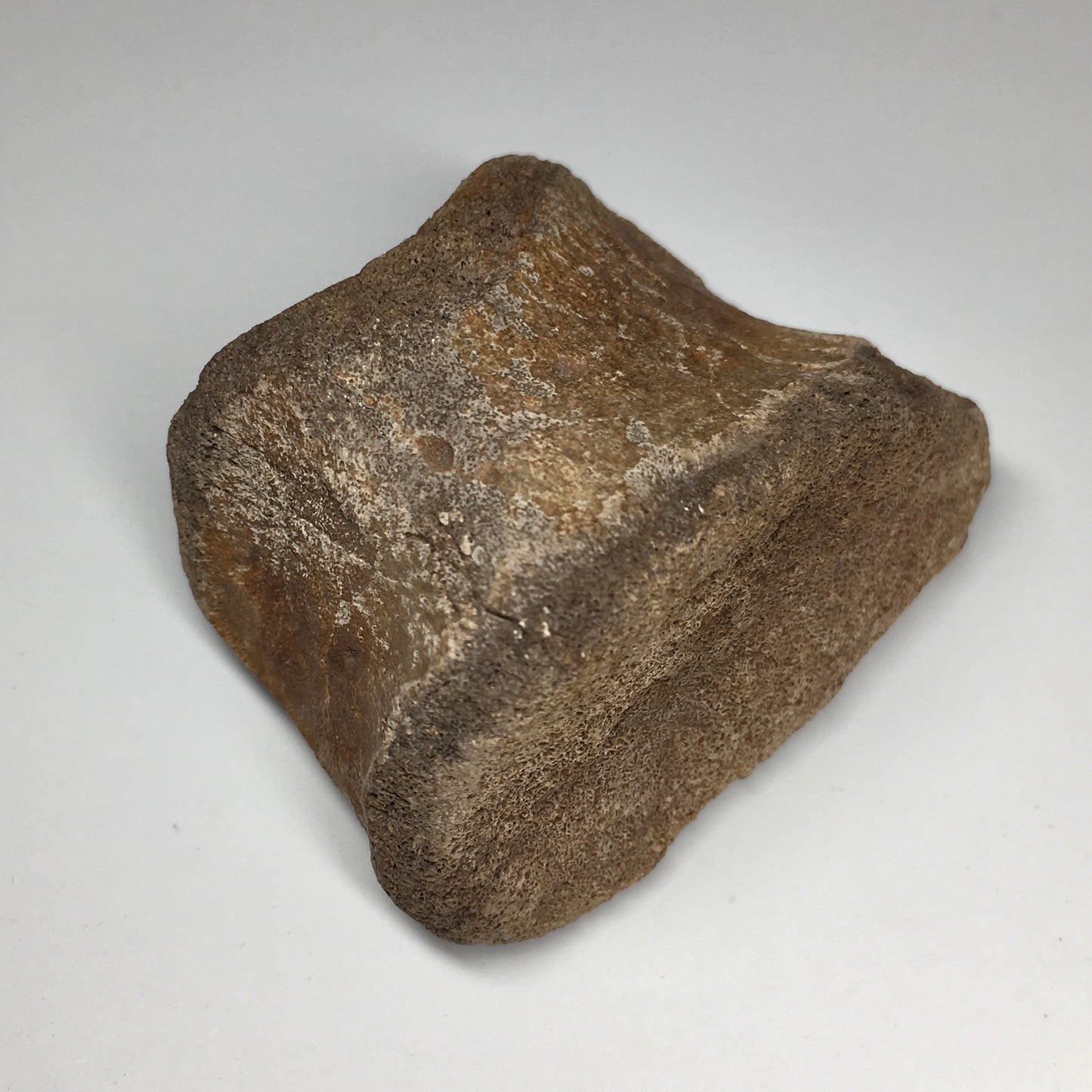 Duckbilled Dinosaur Toe Bone