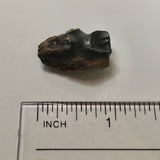 Triceratops Tooth Shed