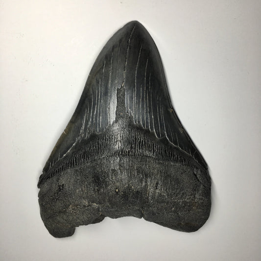 Megalodon Tooth