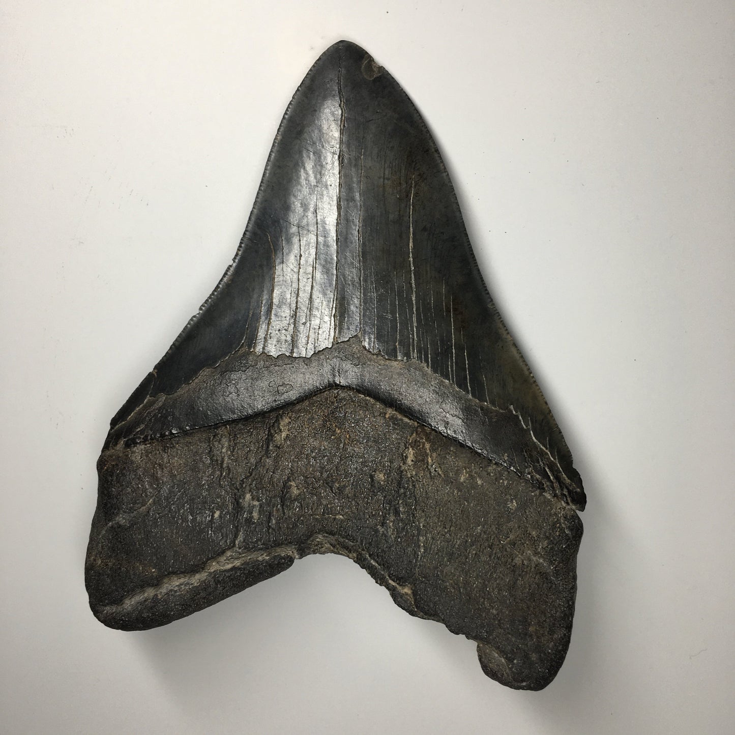 Megalodon Tooth