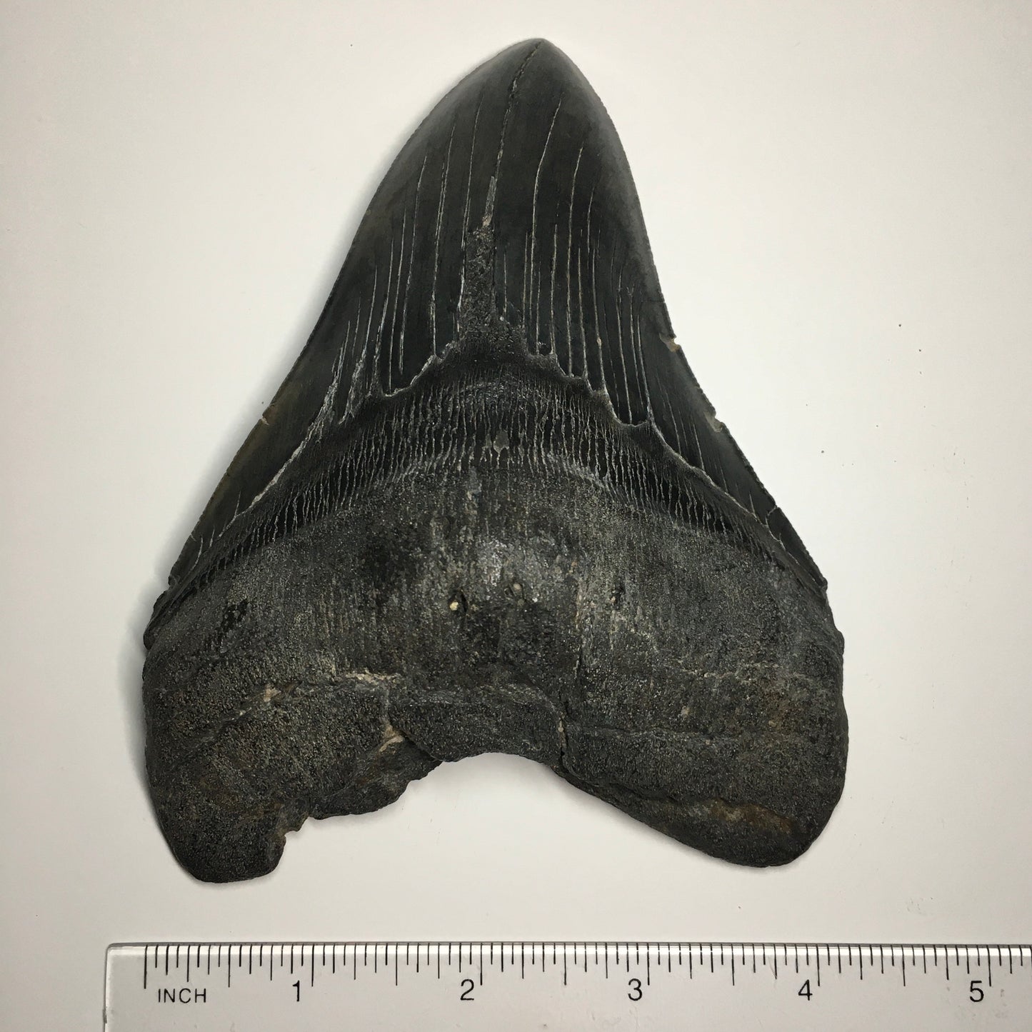 Megalodon Tooth