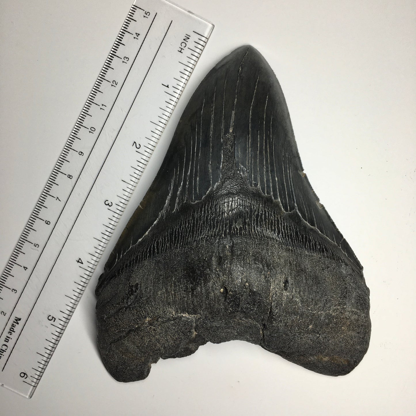 Megalodon Tooth