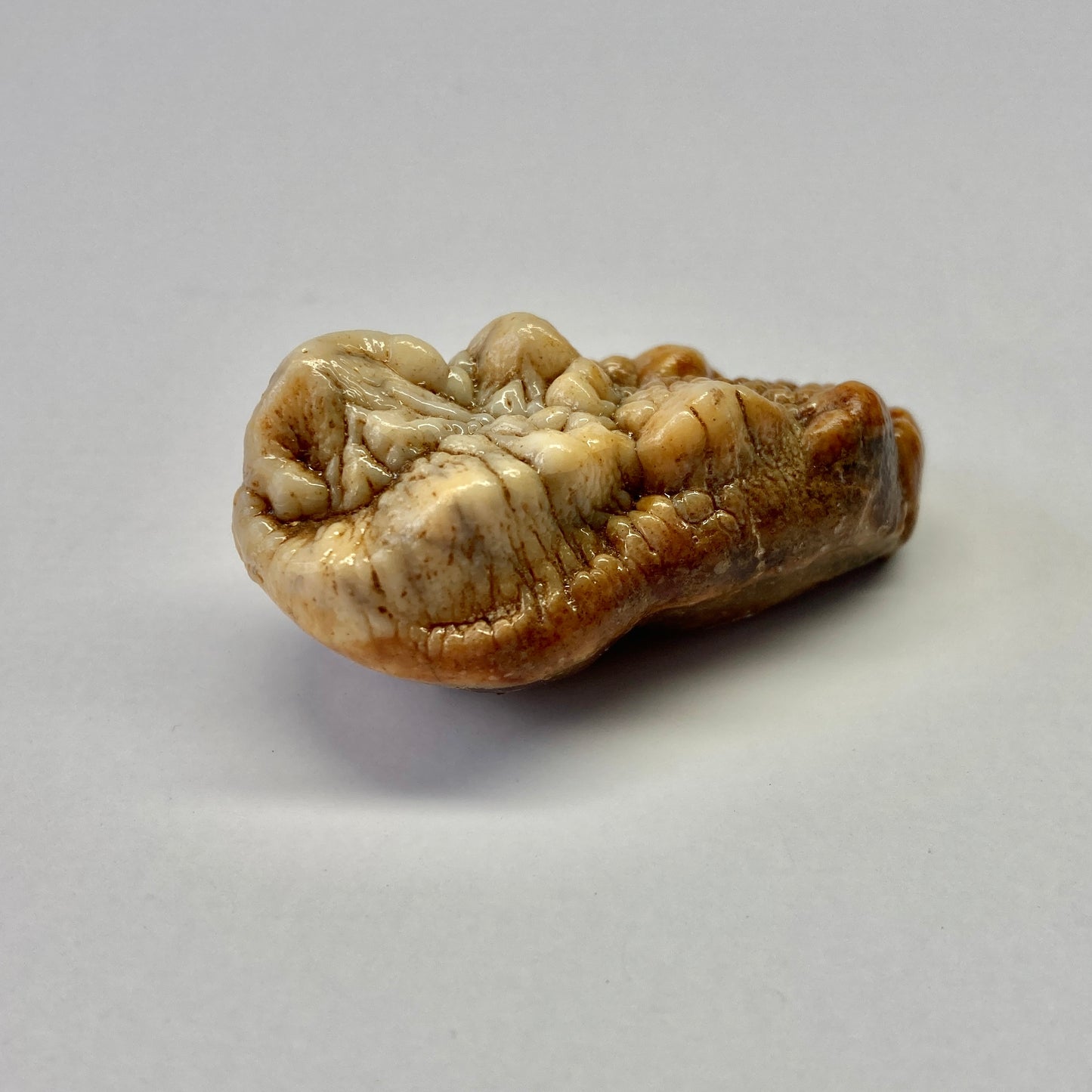 Cave Bear Molar Tooth