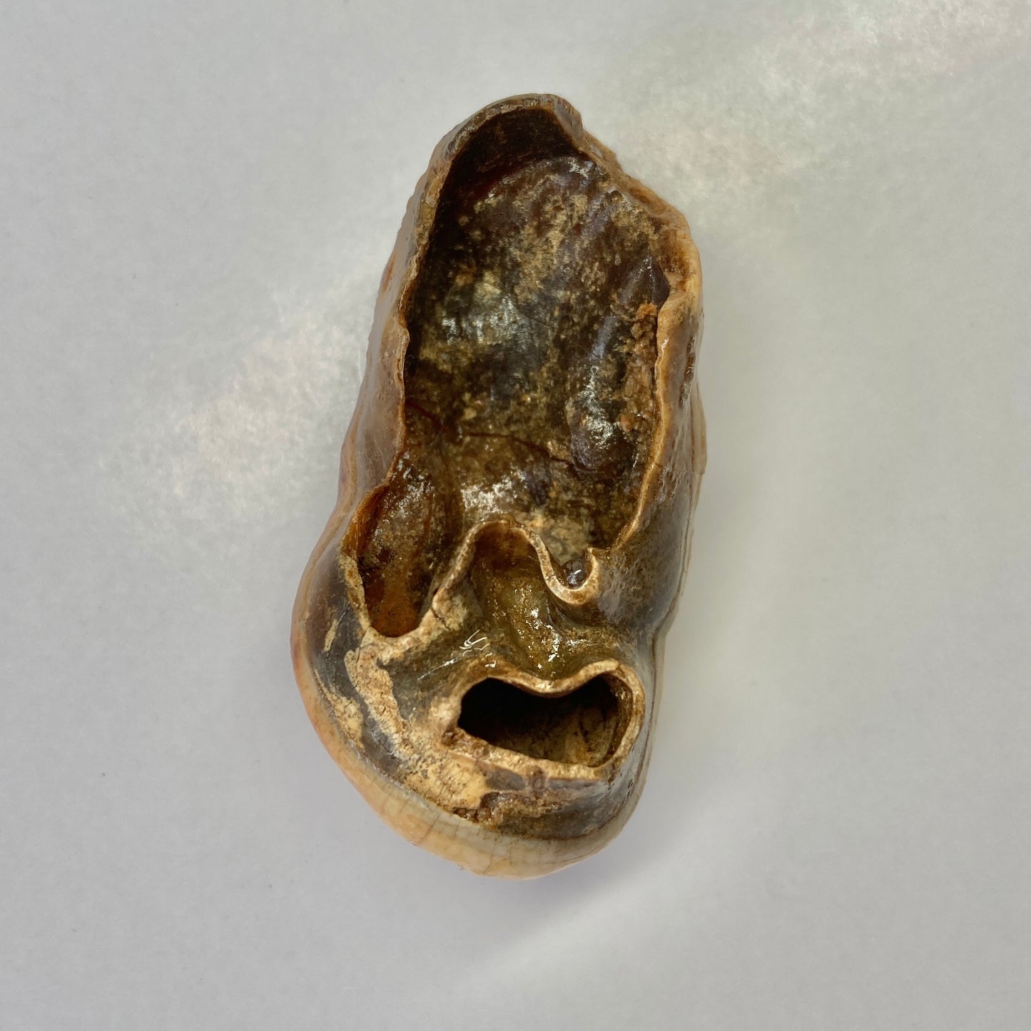 Cave Bear Molar Tooth