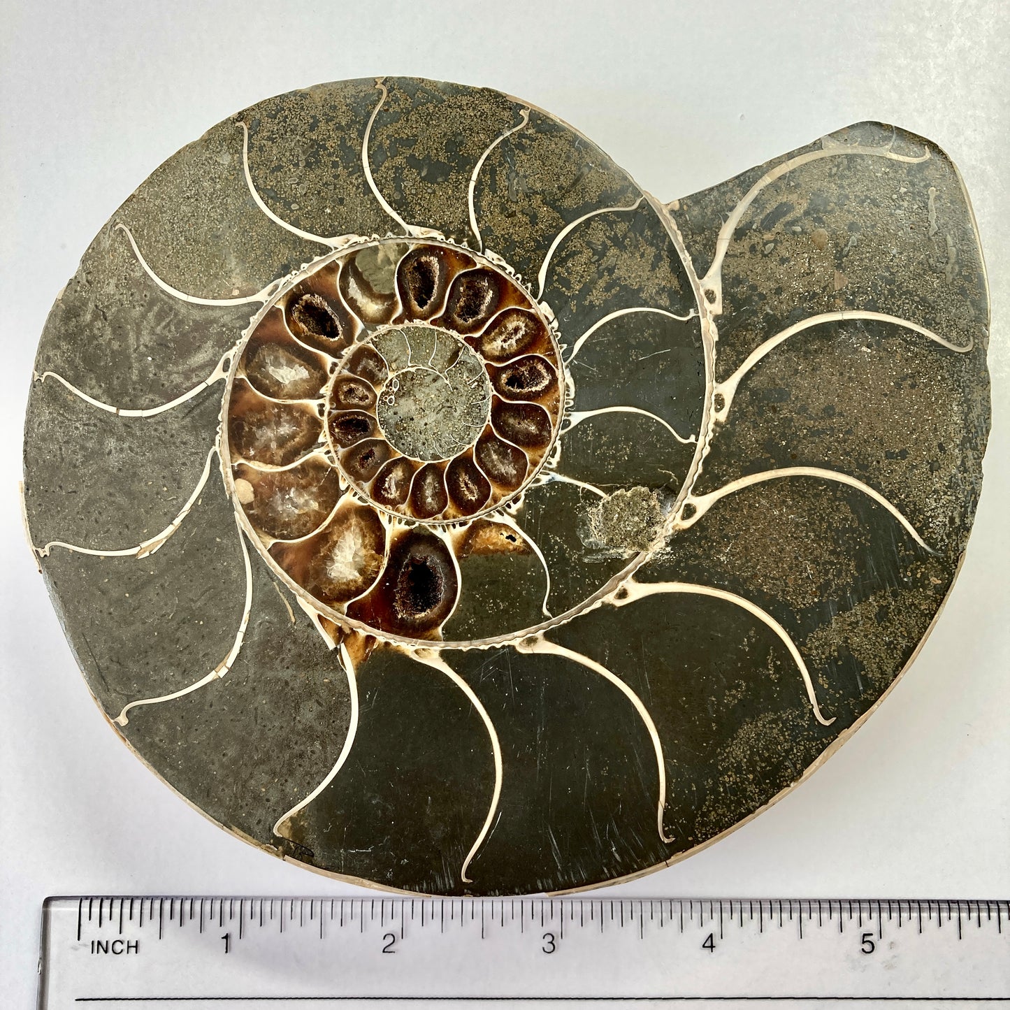 Ammonite - Cymatoceras sakalavuz