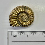 Pyritized Pleuroceras Ammonite