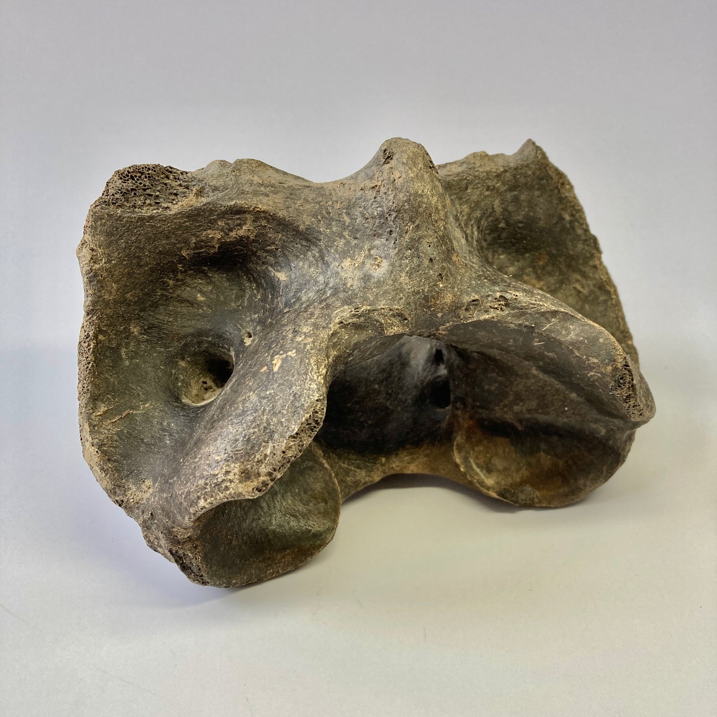 Bison sp. Atlas Vertebra