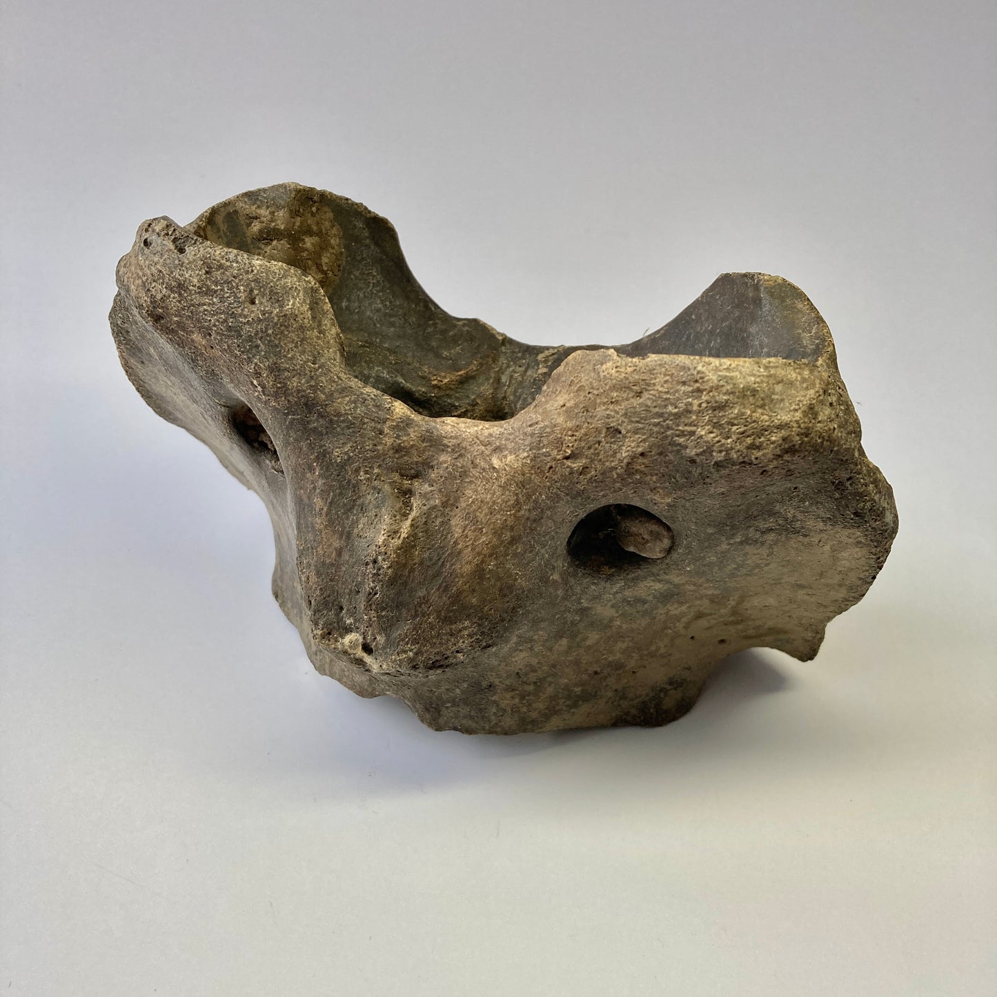 Bison sp. Atlas Vertebra