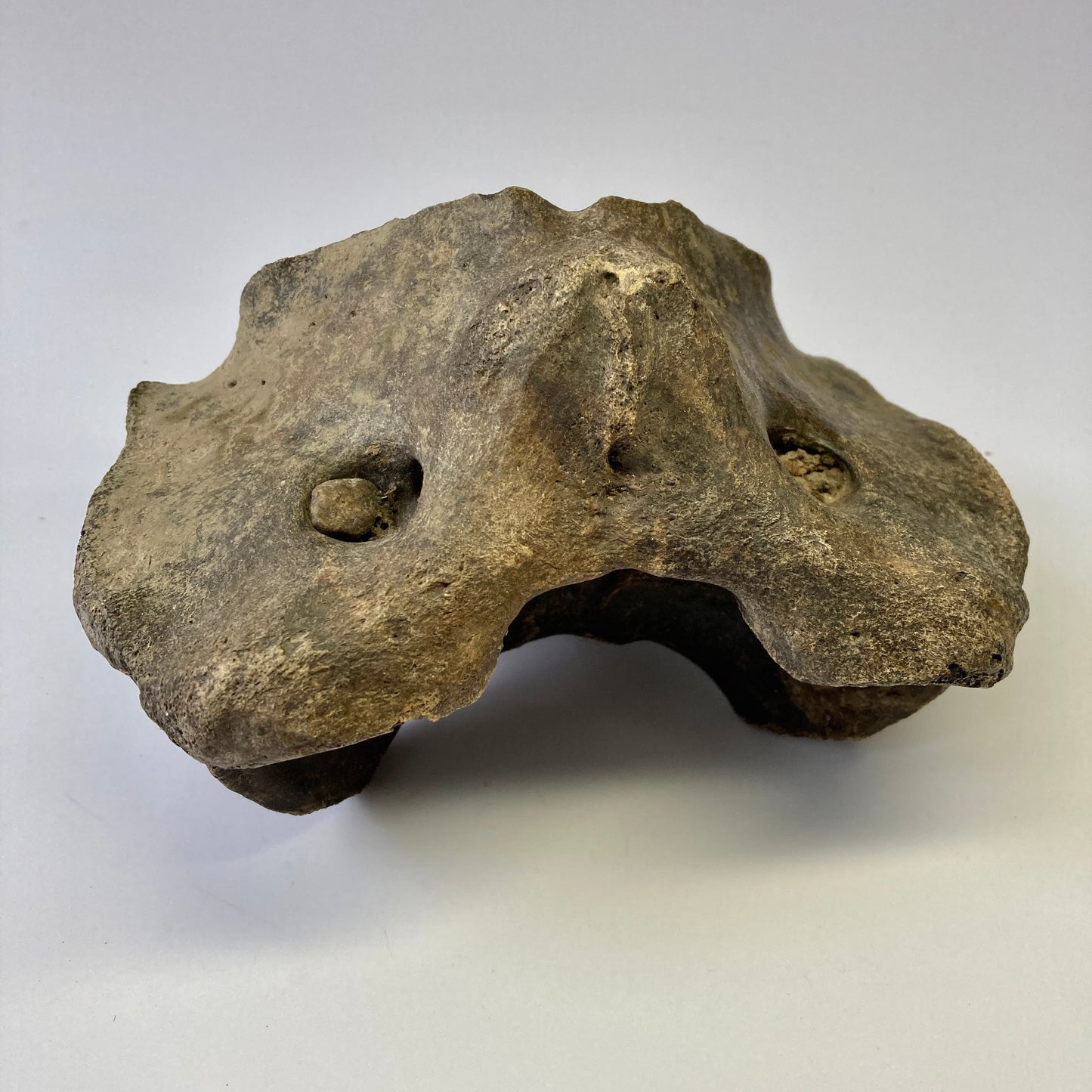 Bison sp. Atlas Vertebra