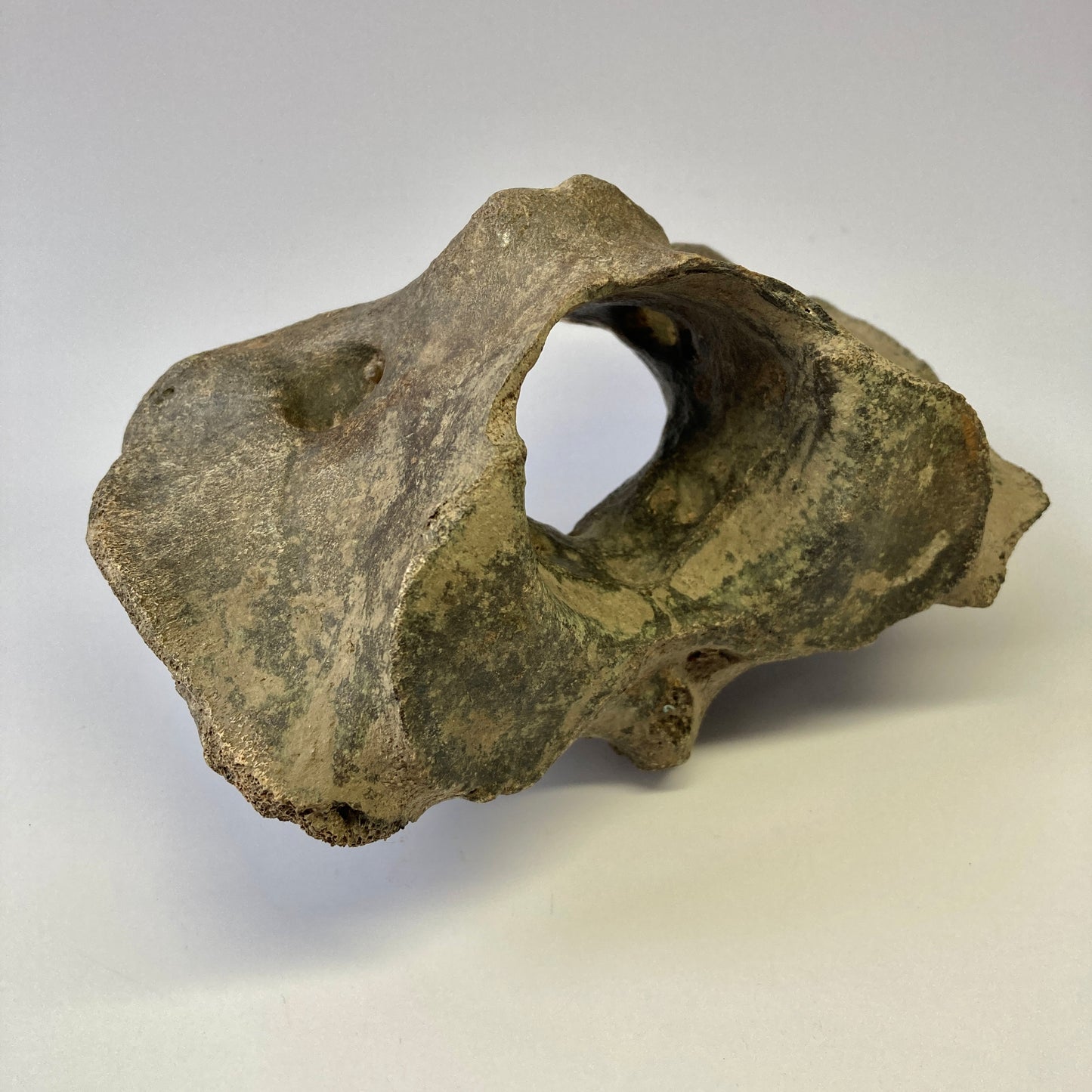 Bison sp. Atlas Vertebra