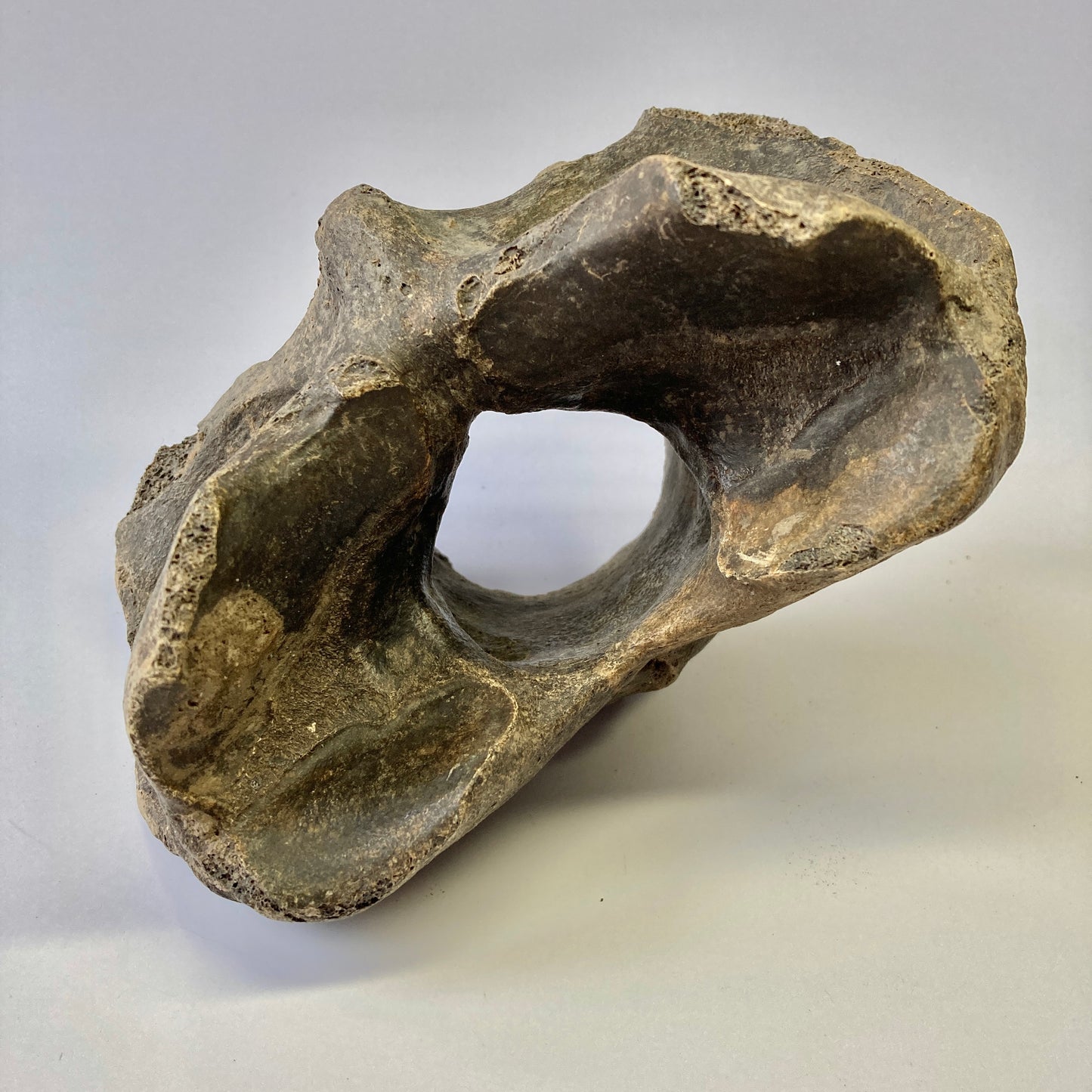 Bison sp. Atlas Vertebra