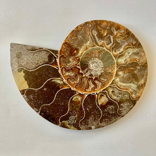 Ammonite - Cymatoceras