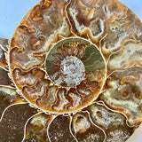 Cymatoceras Ammonite