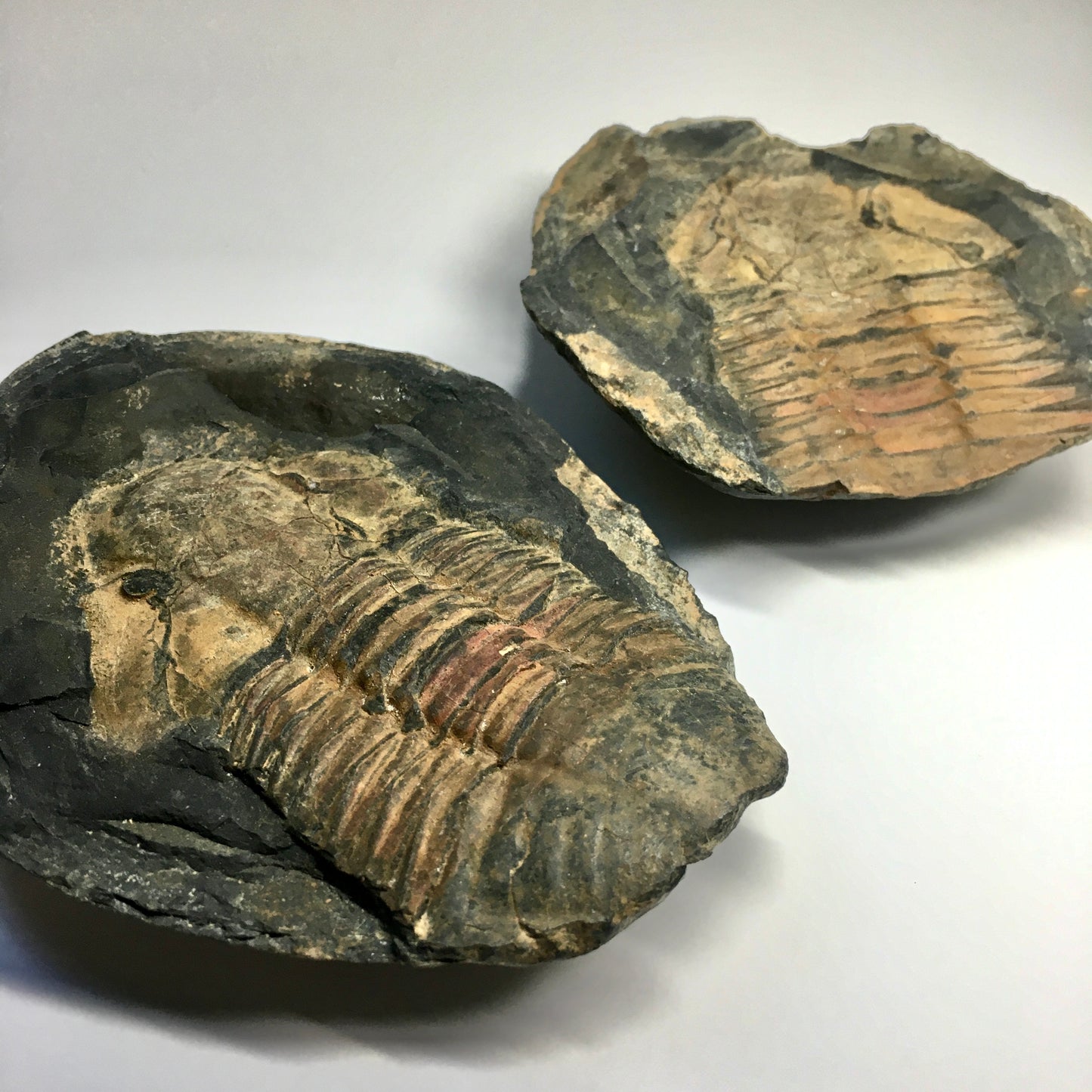 Hoekaspis sp. Trilobite Pair