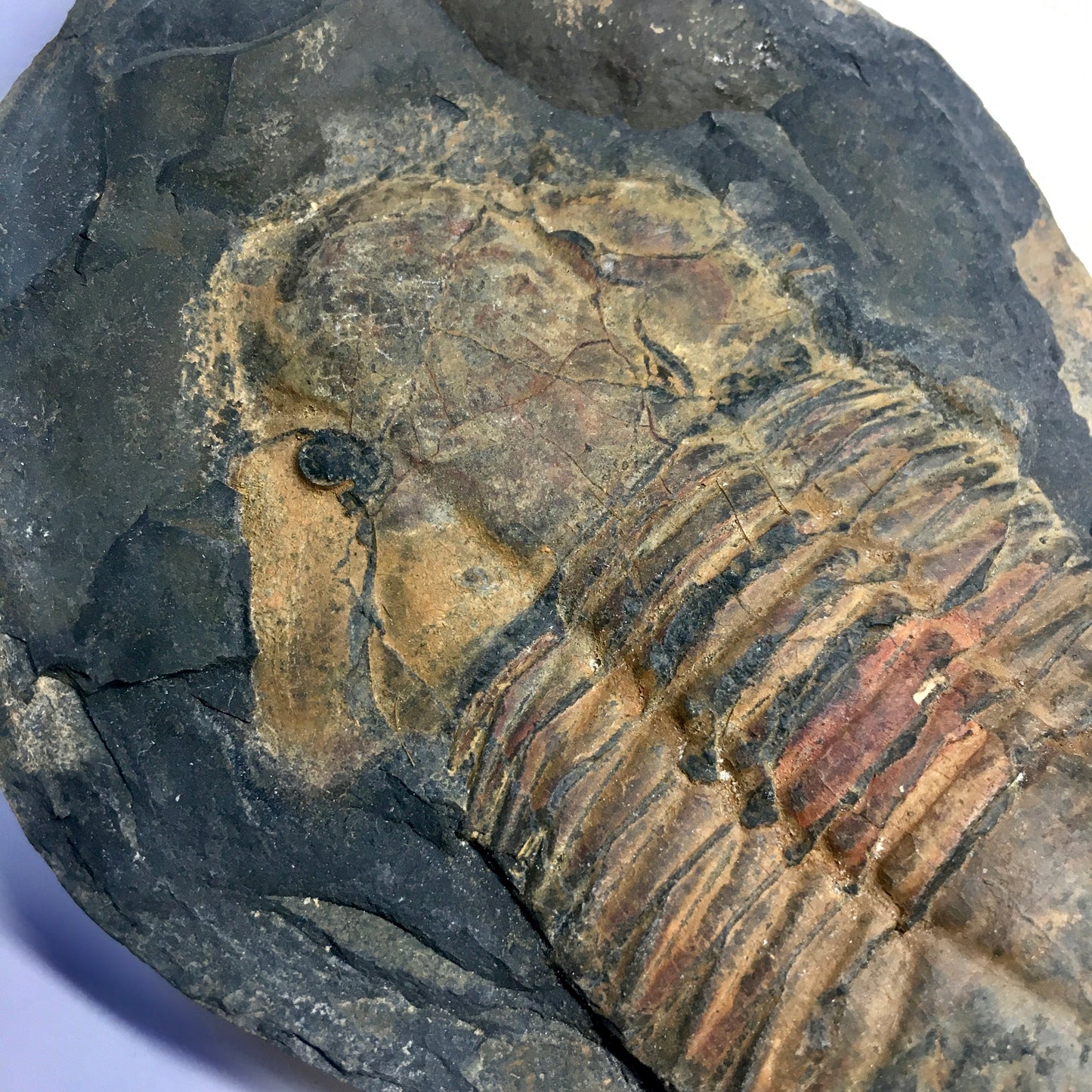 Hoekaspis sp. Trilobite Pair