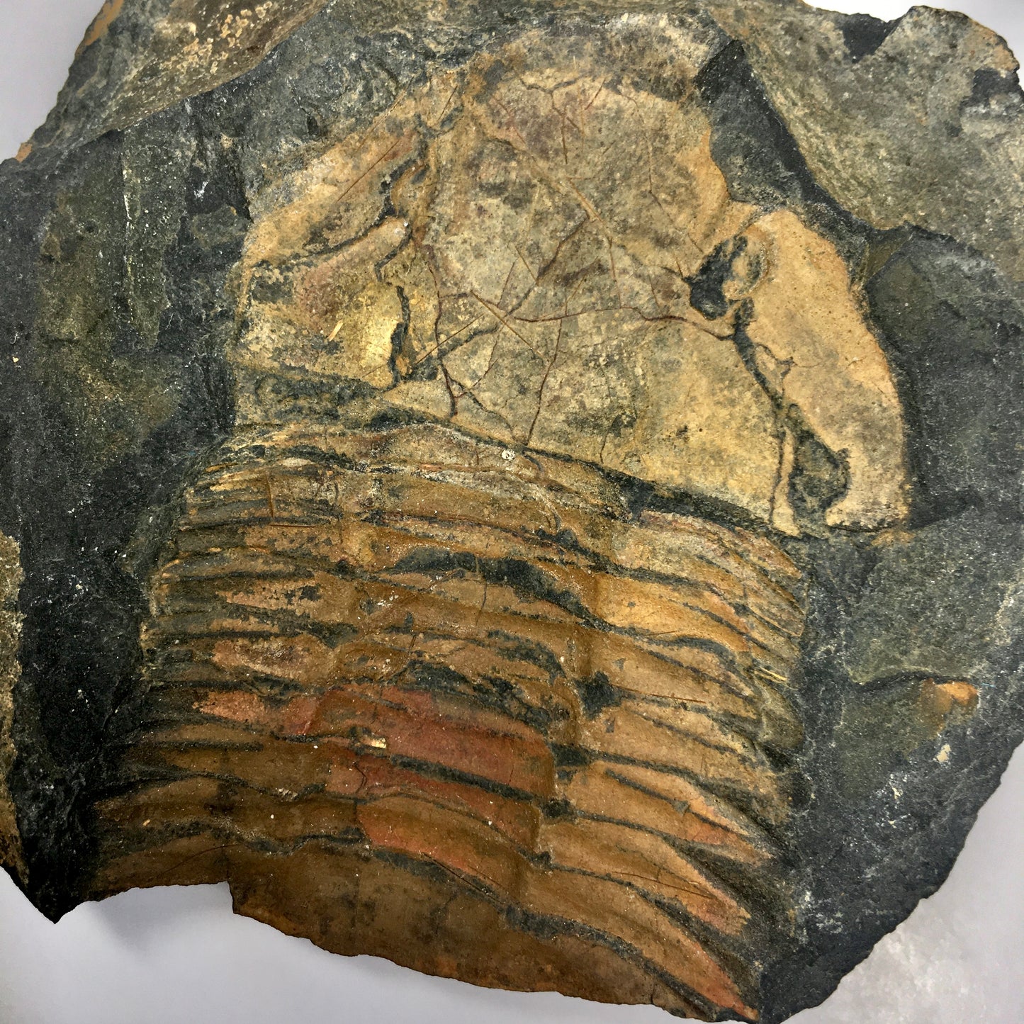 Hoekaspis sp. Trilobite Pair