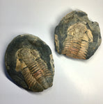 Hoekaspis sp. Trilobite Pair