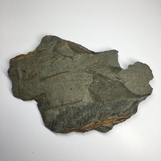 Fossil Leaf Archaeopteris