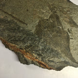 Fossil Leaf Archaeopteris