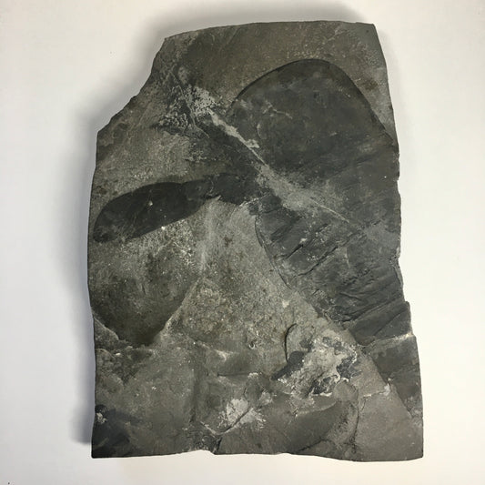 Eurypterus remipes - New York State Fossil