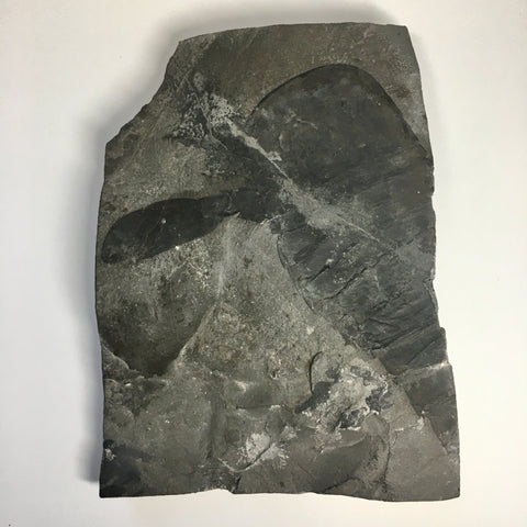 Eurypterus remipes - New York State Fossil