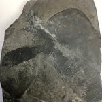 Eurypterus remipes - New York State Fossil