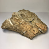 Upper Tibia Dinosaur Bone with Chalcedony