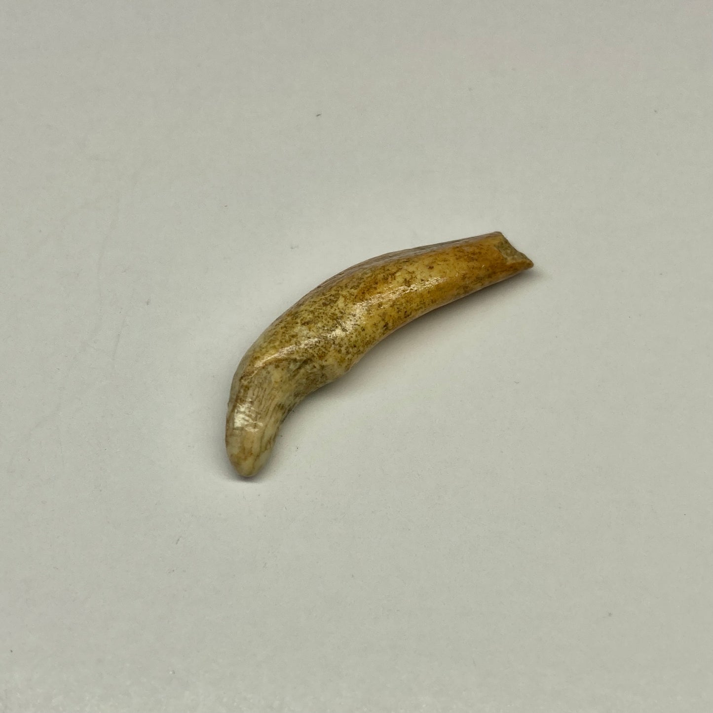 Cave Bear Juvenile Tooth