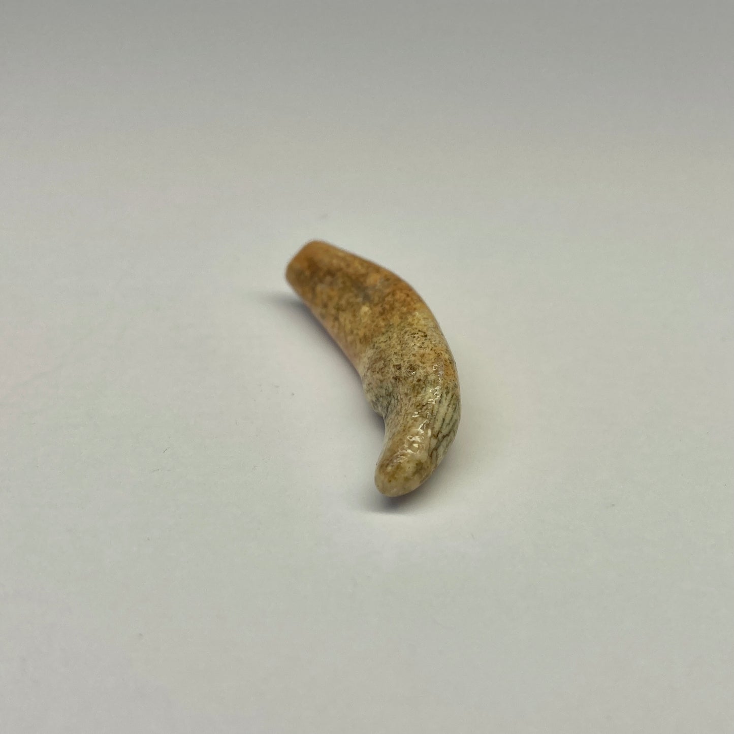 Cave Bear Juvenile Tooth