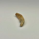 Cave Bear Juvenile Tooth