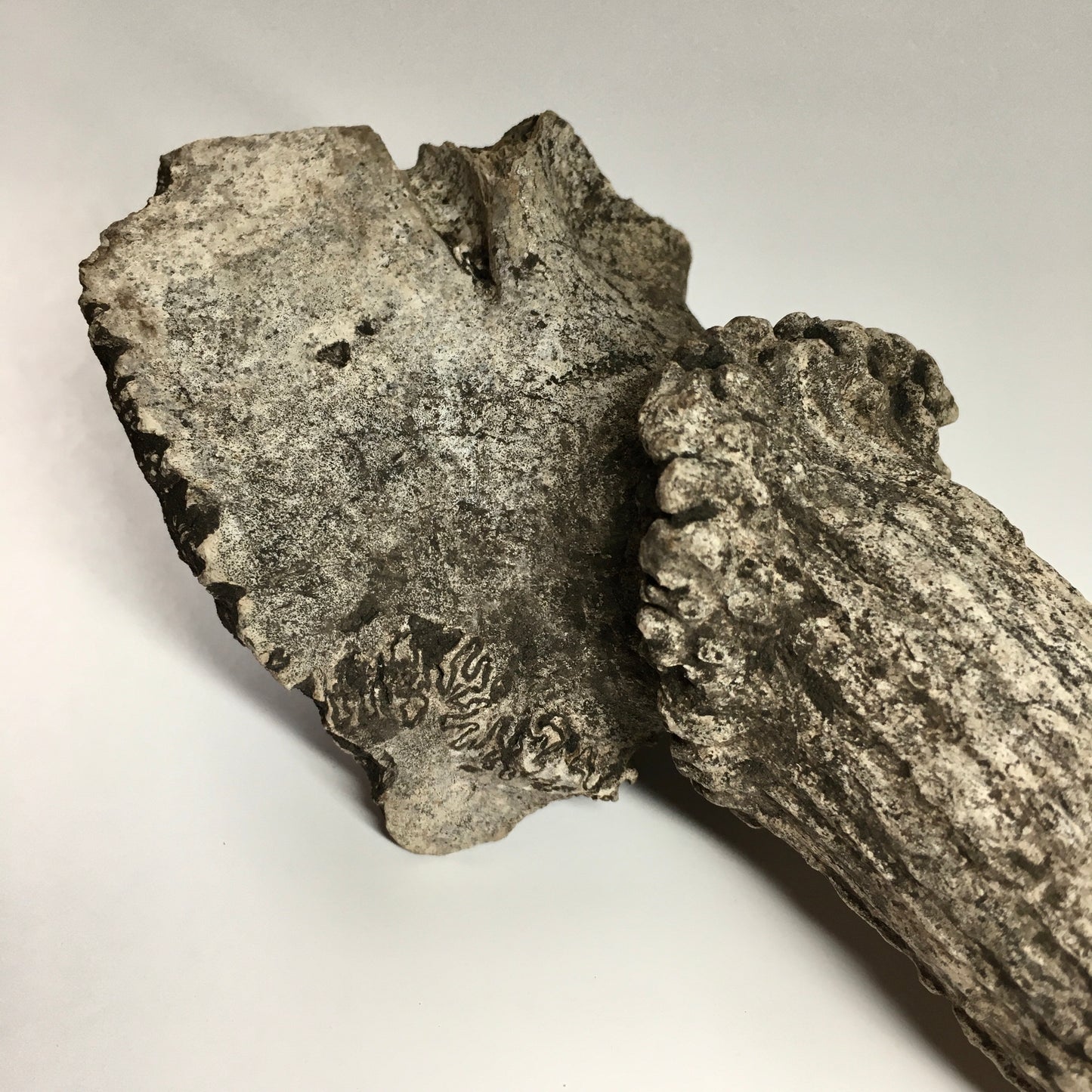 Pleistocene Deer Antler