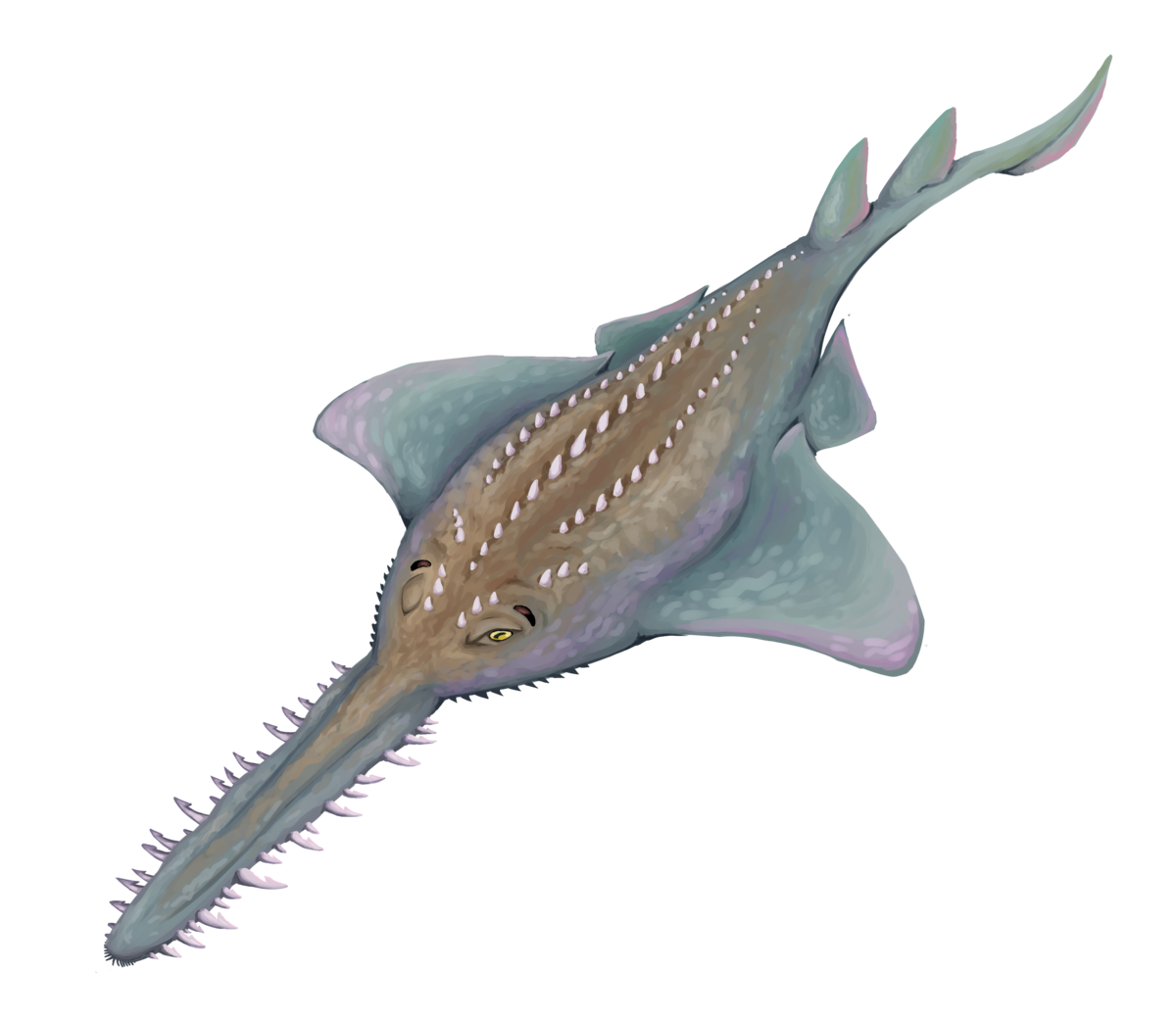 Sawfish Rostral Tooth