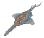 Sawfish Rostral Tooth