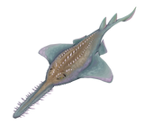 Sawfish Rostral Tooth