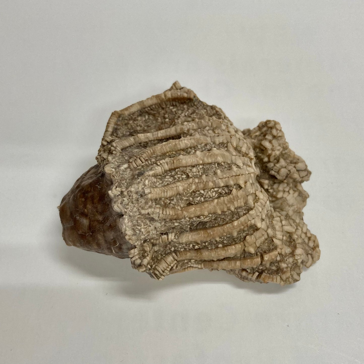 Crinoid - Eretmocrinus tentor