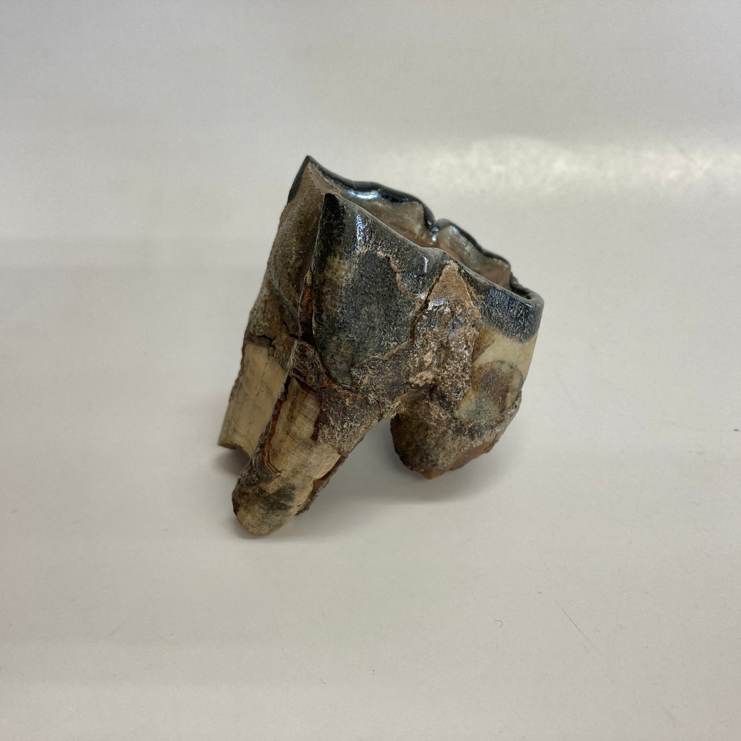 Woolly Rhinoceros Tooth