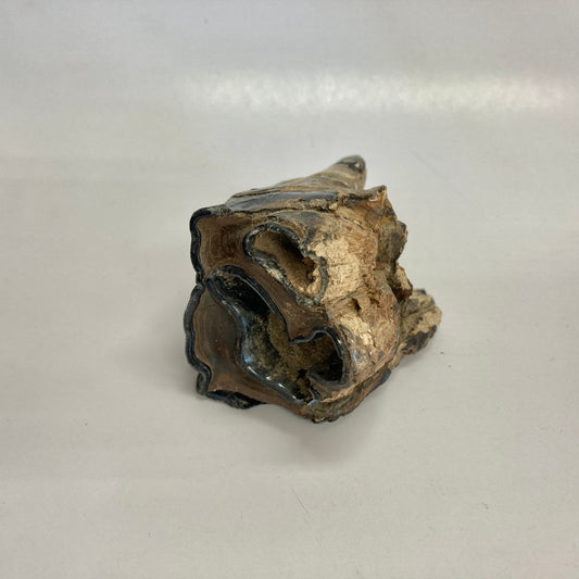 Woolly Rhinoceros Tooth