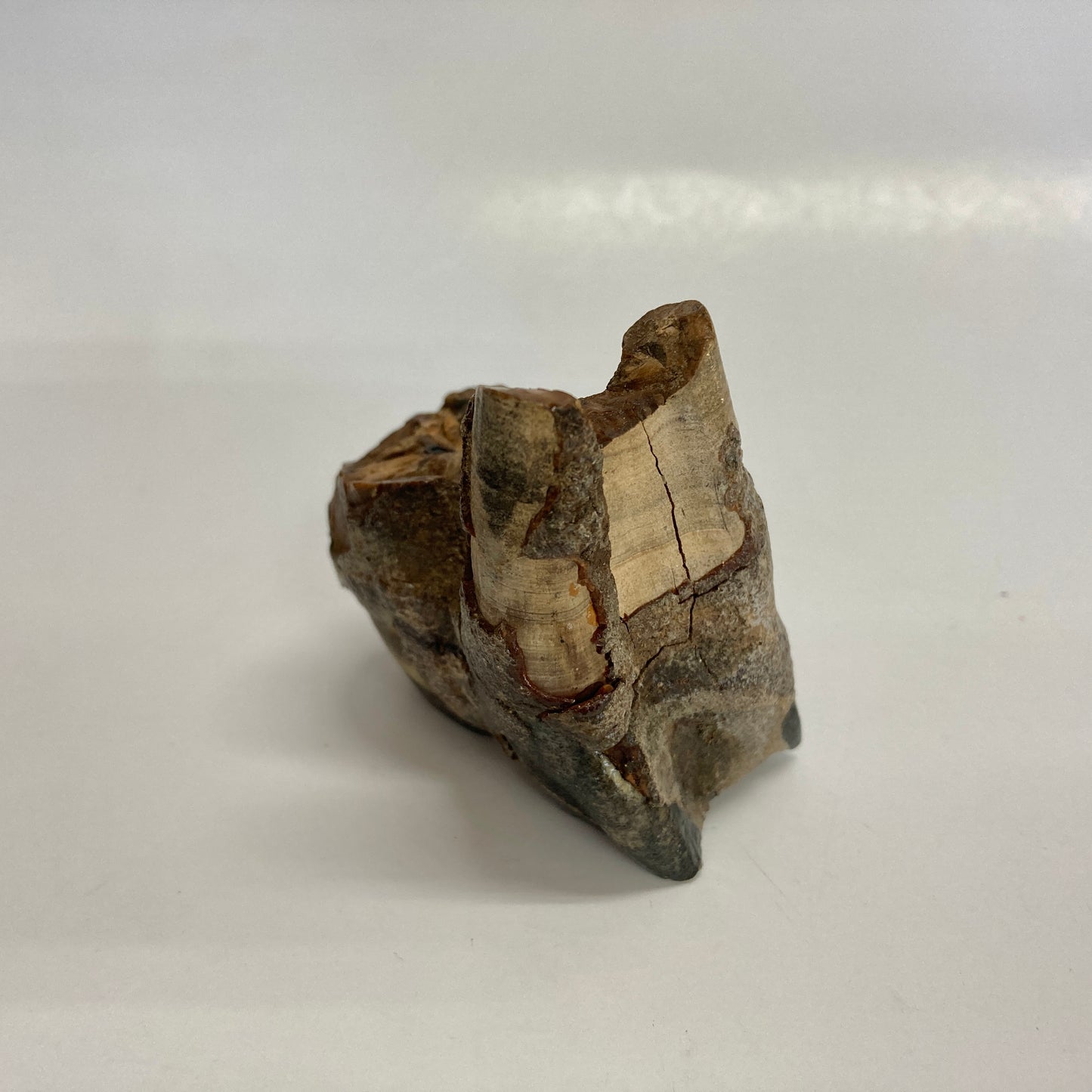 Woolly Rhinoceros Tooth