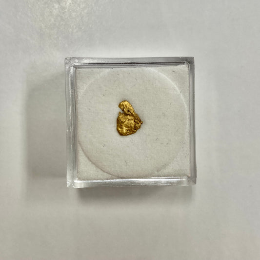 Alaska-Yukon Gold Nugget