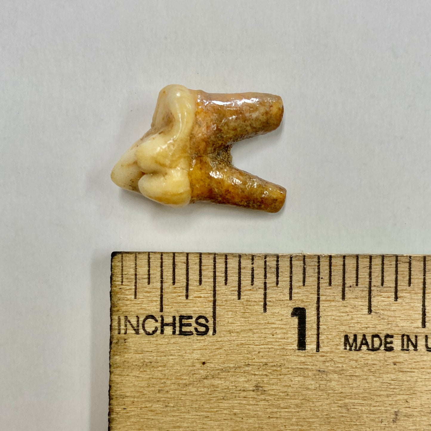 Cave Bear Molar Tooth