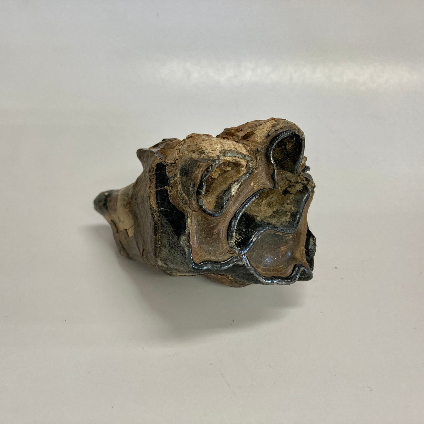 Woolly Rhinoceros Tooth