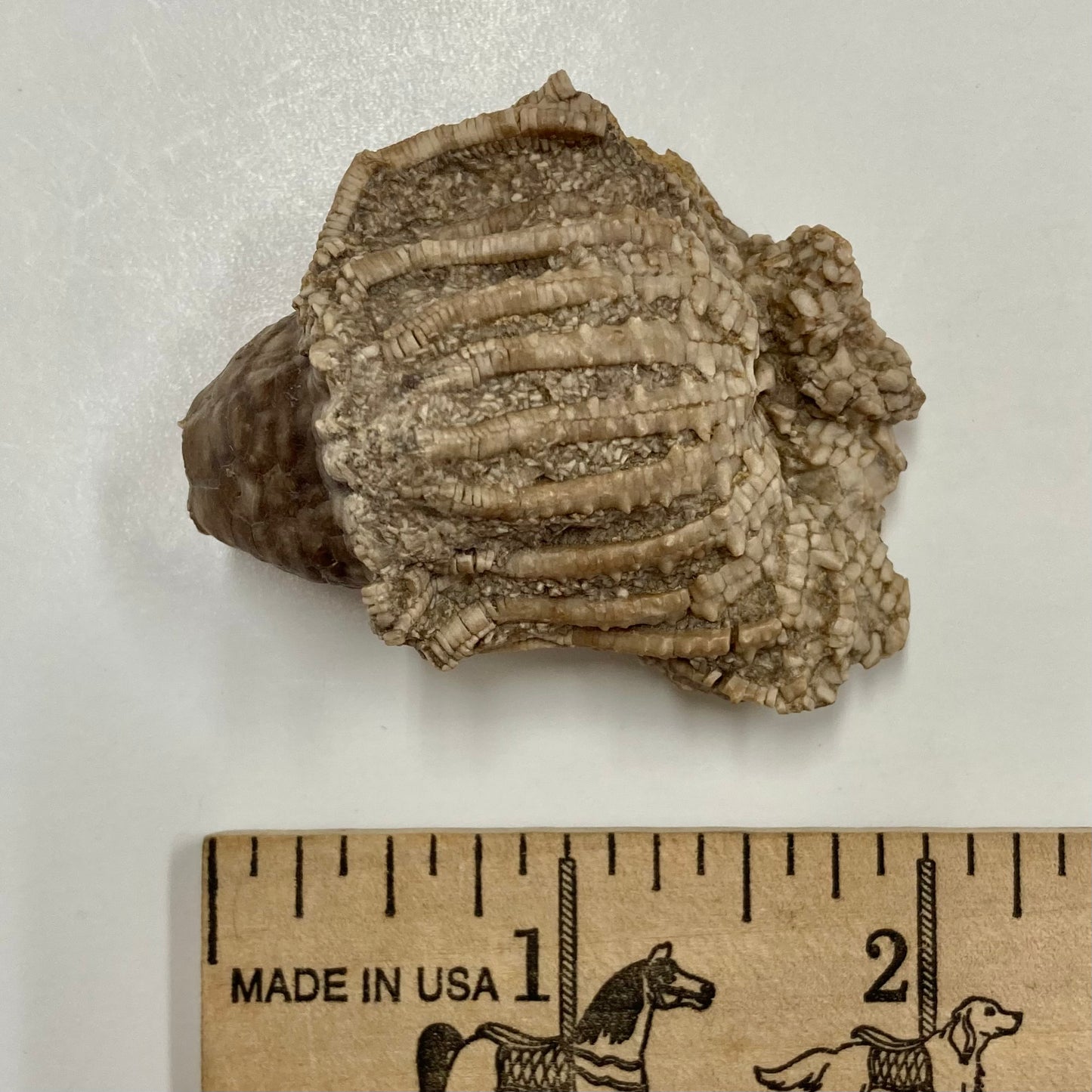 Crinoid - Eretmocrinus tentor