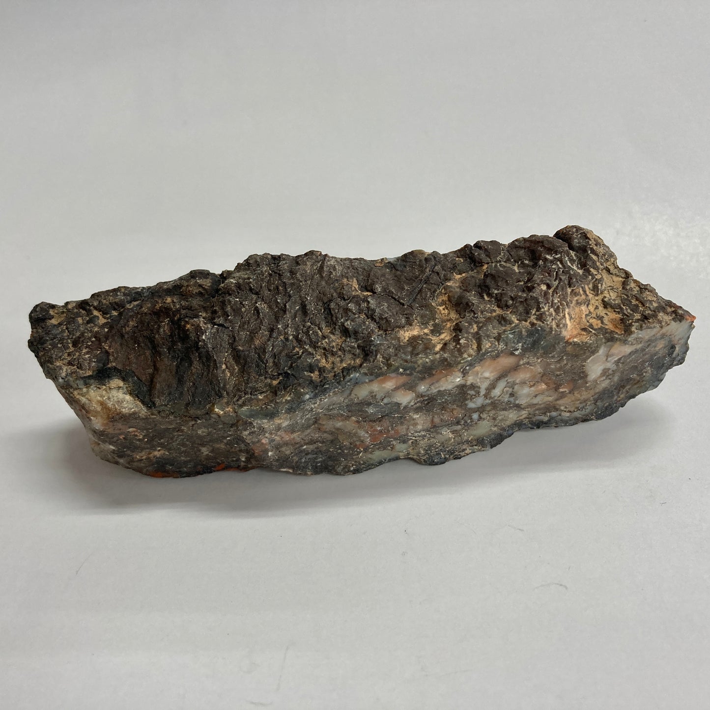 Dinosaur Coprolite